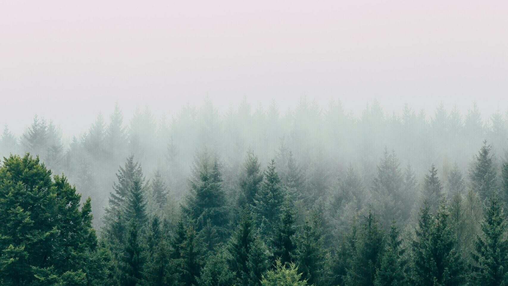 Pines and fog